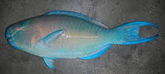 Image result for Scarus rubroviolaceus