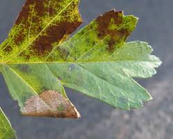 Attēlu rezultāti vaicājumam “Parornix anglicella”