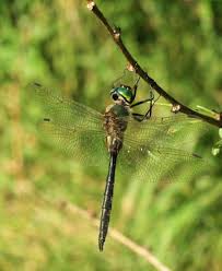 Attēlu rezultāti vaicājumam “Somatochlora flavomaculata”