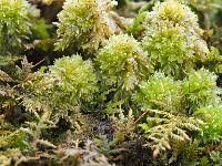 Attēlu rezultāti vaicājumam “Sphagnum compactum”