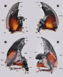 Attēlu rezultāti vaicājumam “Grynocharis oblonga”