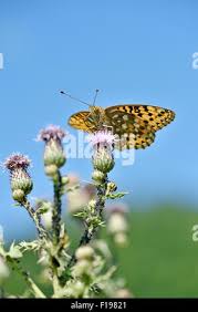 Attēlu rezultāti vaicājumam “Argynnis aglaja underside”