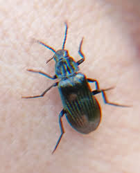 Attēlu rezultāti vaicājumam “Melandrya dubia”