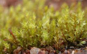 Attēlu rezultāti vaicājumam “Pohlia wahlenbergii macro”