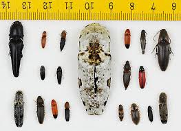 Attēlu rezultāti vaicājumam “Elateridae”