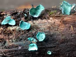 Attēlu rezultāti vaicājumam “Chlorociboria aeruginascens”