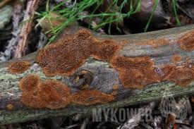 Attēlu rezultāti vaicājumam “Phellinus nigrolimitatus”