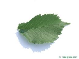 Attēlu rezultāti vaicājumam “Ulmus glabra leaf”