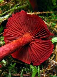 Attēlu rezultāti vaicājumam “Cortinarius sanguineus”