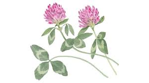 Attēlu rezultāti vaicājumam “Trifolium pratense flower”