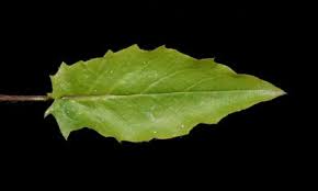 Attēlu rezultāti vaicājumam “Hieracium murorum leaf”