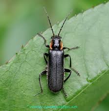 Attēlu rezultāti vaicājumam “Cantharis obscura”