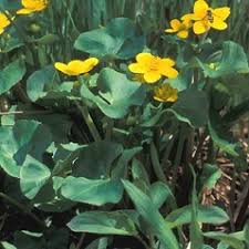 Attēlu rezultāti vaicājumam “Caltha palustris fruit”
