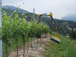 Image result for marolin tehron