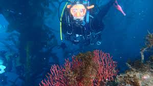 Image result for Southdown Divers