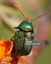 Attēlu rezultāti vaicājumam “Chrysolina staphylaea”