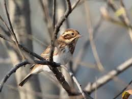 Image result for Emberiza rustica