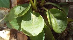 Attēlu rezultāti vaicājumam “Pyrola minor leaf”