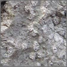 Attēlu rezultāti vaicājumam “Phlyctis agelaea”