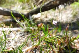 Attēlu rezultāti vaicājumam “Utricularia minor bud”