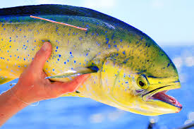 Image result for Coryphaena hippurus