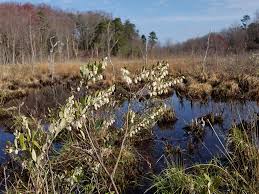 Attēlu rezultāti vaicājumam “Chamaedaphne calyculata”