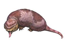 Attēlu rezultāti vaicājumam “Insectivora”