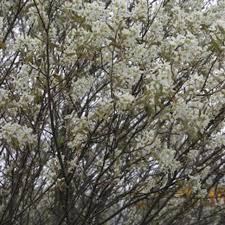 Attēlu rezultāti vaicājumam “Amelanchier canadensis”