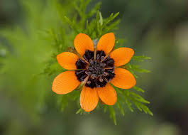 Image result for Adonis aestivalis