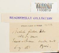 Attēlu rezultāti vaicājumam “Didymodon fallax var. brevifolius”