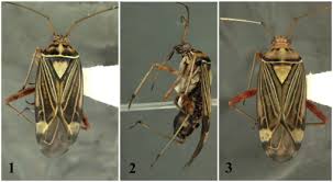 Attēlu rezultāti vaicājumam “Rhabdomiris striatellus”