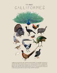 Attēlu rezultāti vaicājumam “Galliformes”