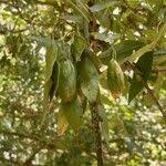 Attēlu rezultāti vaicājumam “Fraxinus excelsior fruit”