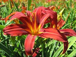 Attēlu rezultāti vaicājumam “Hemerobius perelegans”