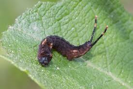 Attēlu rezultāti vaicājumam “Cerura vinula imago”