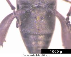 Attēlu rezultāti vaicājumam “Donacia dentata”
