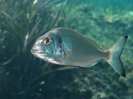 Image result for Sparus aurata