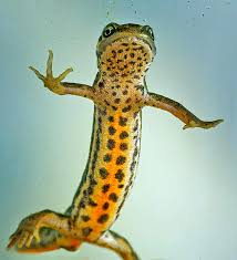 Attēlu rezultāti vaicājumam “Triturus vulgaris female”
