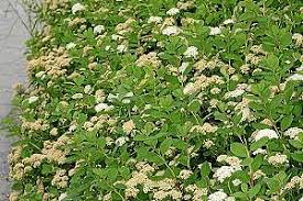 Attēlu rezultāti vaicājumam “Celypha siderana”