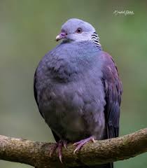 Attēlu rezultāti vaicājumam “Columba livia f. domestica adult”