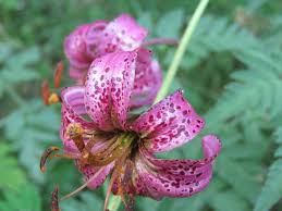 Image result for Lilium martagon `Chameleon`