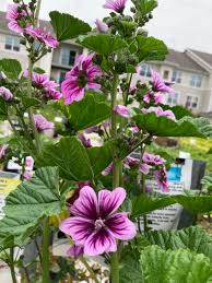 Image result for Malva sylvestris 'Zebrina'