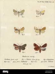 Attēlu rezultāti vaicājumam “Enargia paleacea”