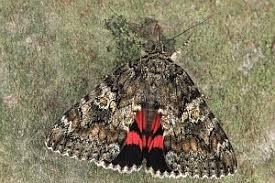 Attēlu rezultāti vaicājumam “Catocala sponsa”