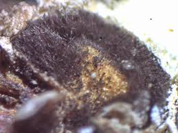 Attēlu rezultāti vaicājumam “Diderma simplex spores”