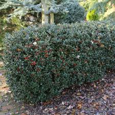 Attēlu rezultāti vaicājumam “Ilex x meserveae”