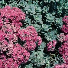 Attēlu rezultāti vaicājumam “Campylophyllum calcareum sporophyte”