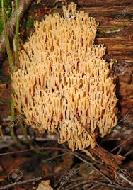 Attēlu rezultāti vaicājumam “Ramaria flava”