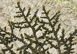 Attēlu rezultāti vaicājumam “Frullania dilatata”