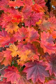 Attēlu rezultāti vaicājumam “Acer pseudosieboldianum”